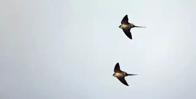 东北的燕子，真是冻死的？