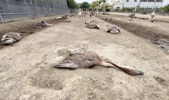 饲养鸡鸭暴毙怀疑邻居肇祸提告 饲主少一动作败诉
