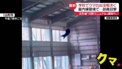 核心超强!日本山形高中体育馆惊见「忍者熊吊挂半空」