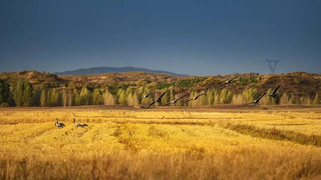 最懂松弛的北京中产，在内蒙玩得太“土”了