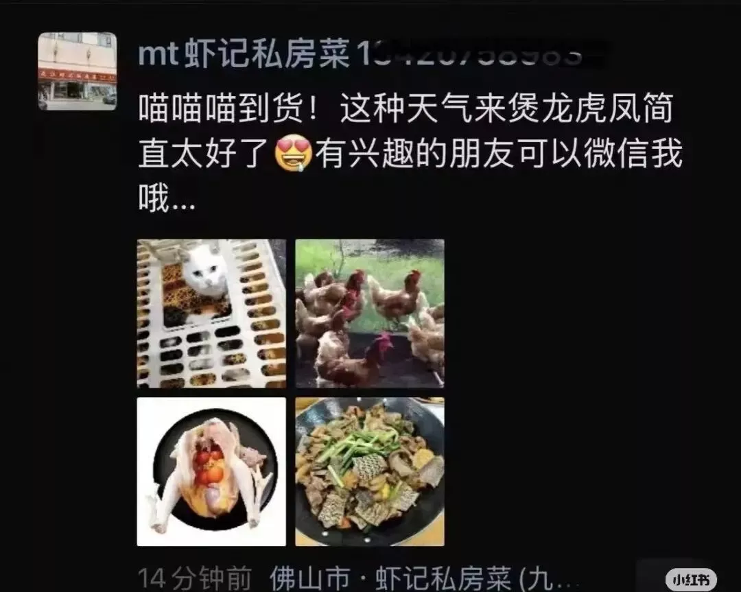 私房菜馆被曝宰杀活猫煲“龙虎凤” 有白猫被抱到后厨