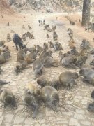 引猴入村拚观光不成 强国村庄反被猴群攻占