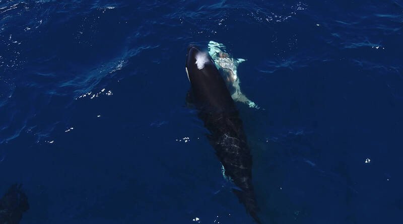 科学家首度直击虎鲸（左）猎杀幼年大白鲨（右）的惊人画面。虎鲸会先将幼鲨翻转使其瘫痪，再精准地摘取其肝脏。图中可见大白鲨身上已有明显伤口。（图撷取自Marco Villegas/ Telegram）