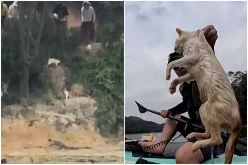 中国民众将大批猫只放生至水库，不少猫只受惊跳水溺毙，画面引发众怒。（撷取自微博）