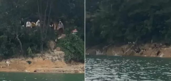 魔幻放生新花招:广东惊现抓大量野猫 水库“放生”…