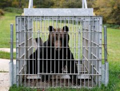 日本秋田熊袭不断自卫队来支援了!最快5日起投入鹿角市等地