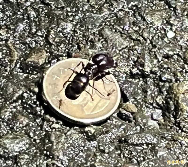 某蚂蚁饲育相关社群内，因网路言语的礼节问题，衍生大人欺负小学童的官司。（记者黄美珠摄）