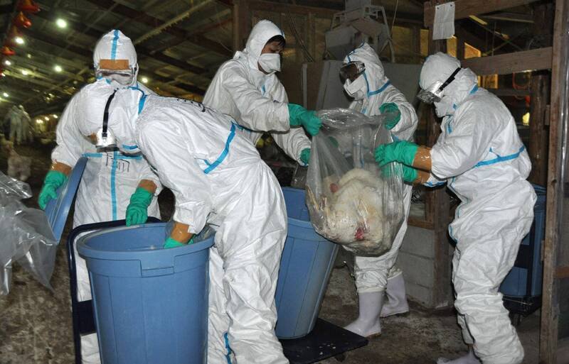 日本新潟县养鸡场死鸡验出禽流感，将扑杀63万只。日本防疫人员扑杀鸡只示意图。（法新社）