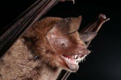 下个COVID-19？巴西蝙蝠体内发现「惊人相似」新型冠状病毒