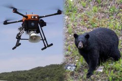反击熊袭!日本岐阜县派出无人机 用这招进攻群熊