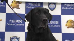 台女赴日走私「20公斤液态大麻」 关西机场缉毒犬当场揪出
