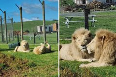 曾有员工遭虎咬死 纽西兰争议动物园安乐死2狮后、紧急寻求新买家