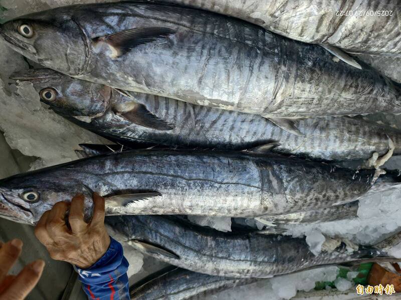 白金土魠创造许多一夜致富故事，成为渔船追逐圆梦的目标。（记者刘禹庆摄）