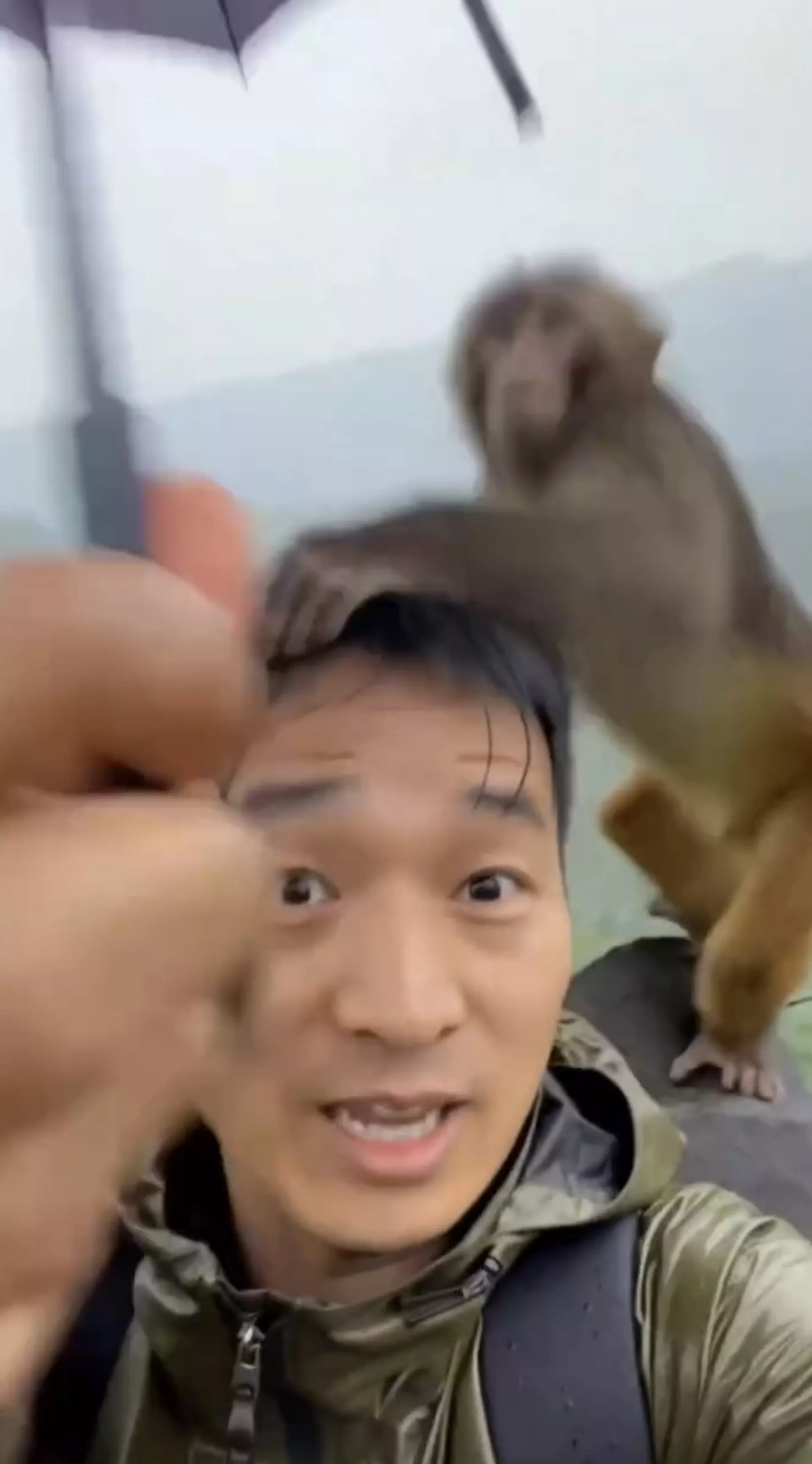 网传视频有行山男撑伞时，被1隻猴子抢去雨伞当降落伞。（视频截图）