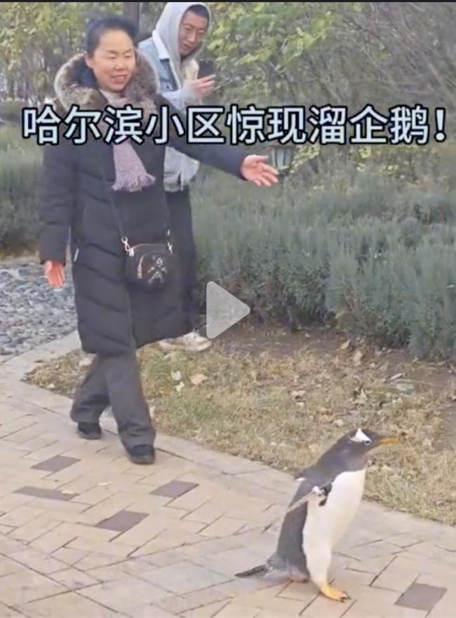 女子小区“遛企鹅” 冲上热搜