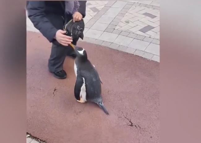 女子小区“遛企鹅” 冲上热搜