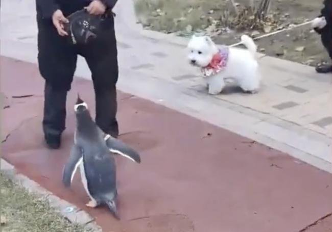 女子小区“遛企鹅” 冲上热搜