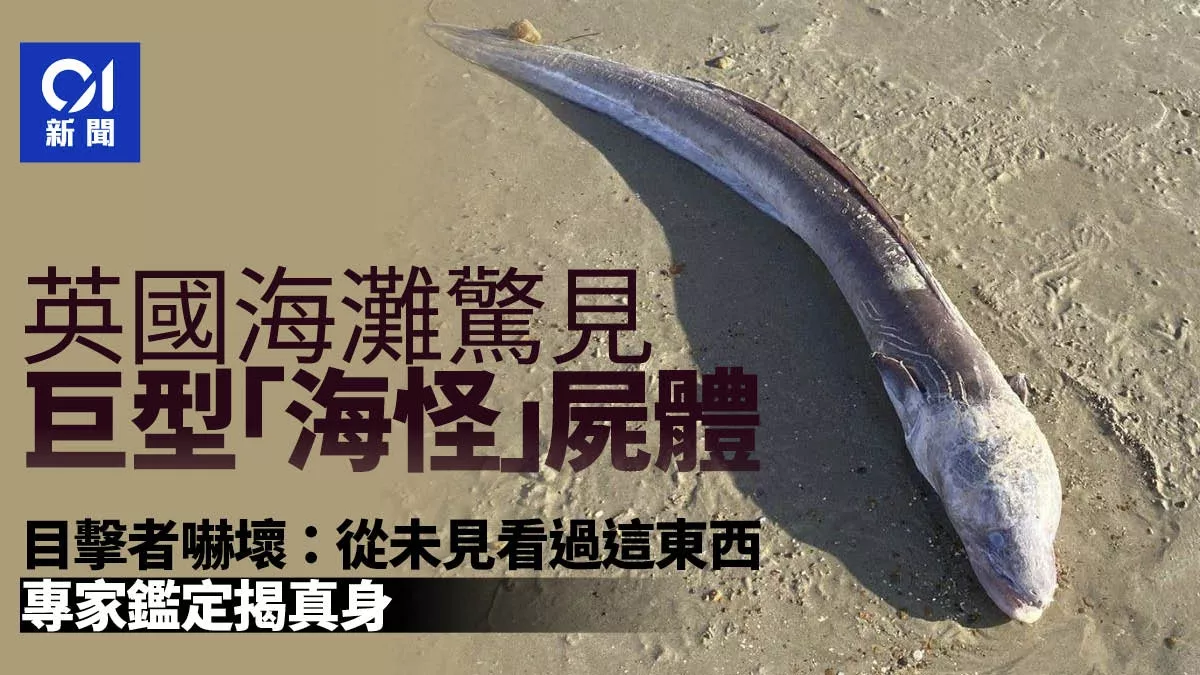 巨型海怪尸体冲上海滩 身长达2.75米 网:电影才有