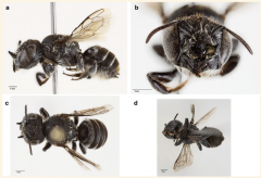 新物种曝光！ 澳洲「lucifer蜜蜂」拥恶魔角造型