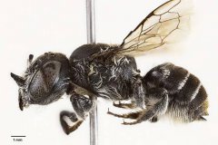 澳洲发现新种蜜蜂 雌蜂脸长「恶魔之角」命名「路西法」