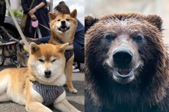 又有柴犬遭熊袭！秋田市70岁嬷目睹 爱犬连狗带窝被熊拖走