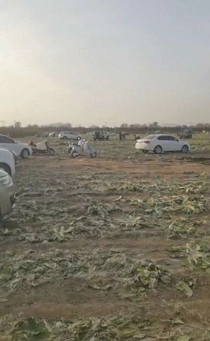 数百人在内蒙菜地“免费摘白菜” 菜农损失百万