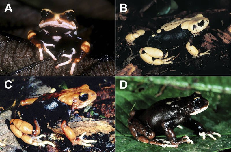 新鉴定的蟾蜍物种之一「乌赫赫树蟾」（Nectophrynoides uhehe）。此物种会跳过蝌蚪阶段，直接产下活体幼蟾。（图取自《脊椎动物学》）