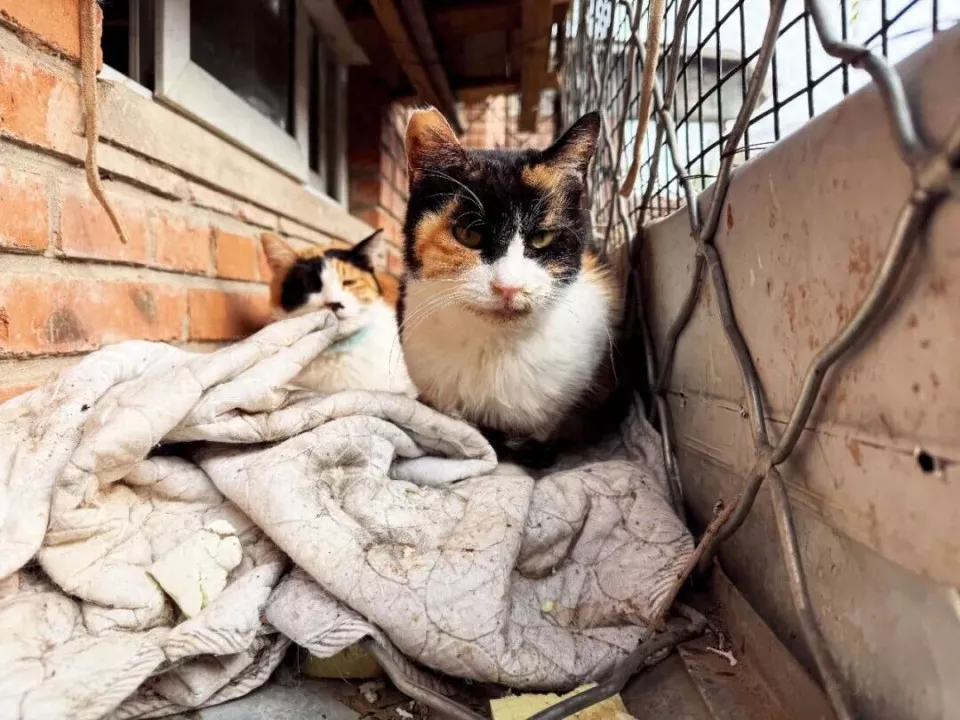 当流浪的宠物们被“放血”——一个隐藏的产业链被揭开