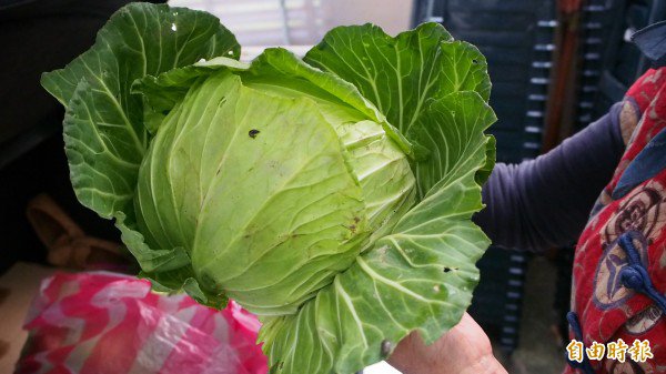 高丽菜1元限时抢购！新北市汐止区林森市场将于6月18日上午9点重新开幕，现场准备500颗新鲜高丽菜，让民众以1元铜板价格带回家。图为示意图。（资料照，记者蔡亚桦摄）