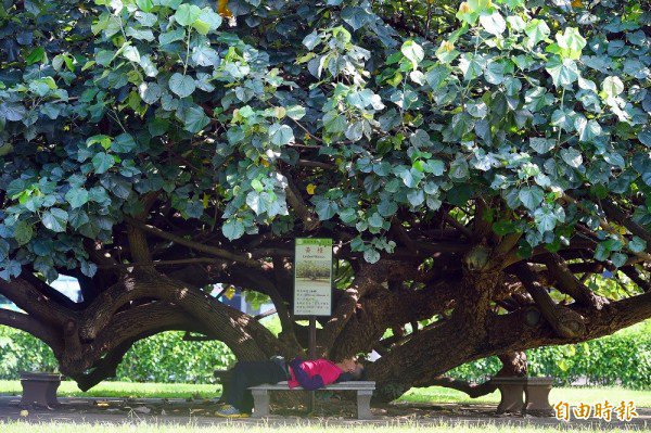 明天北部高温略降、降雨机率提高，各地午后雷阵雨更旺盛，中南部受西南风影响仍有局部短暂阵雨。（资料照，记者张嘉明摄）