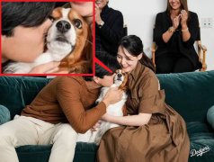 太可爱!MLB宣布大谷翔平爱犬Decoy连续3年获「最有价值狗狗」