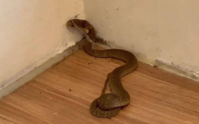 台中一名女子今天在龙井图书馆遭一只眼镜蛇咬伤，毒蛇并跑进图书馆的一楼阅览室，吓坏看书民众。（民众提供）