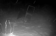 北海道400公斤超巨熊现身 轻松掀翻300公斤陷阱影片曝!