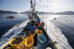 6吨销中北海道扇贝恐被拒收! 美大使批北京积习难改 持续力挺日水产