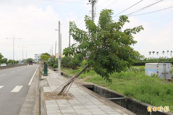 倾倒的行道树到处可见。（记者詹士弘摄）