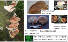 别太相信AI！日老翁以AI判断野菇可食用 结果中毒送医