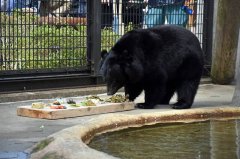 日本秋田动物园惊传黑熊逃脱 紧急闭园疏散游客