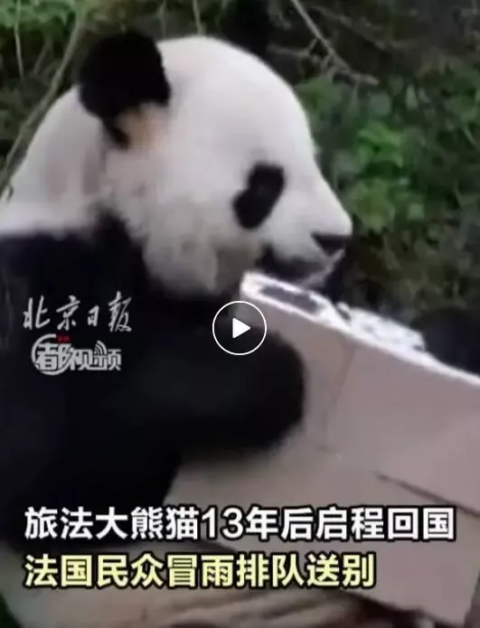 旅法大熊猫“欢欢”“圆仔”启程回国，提前结束租期