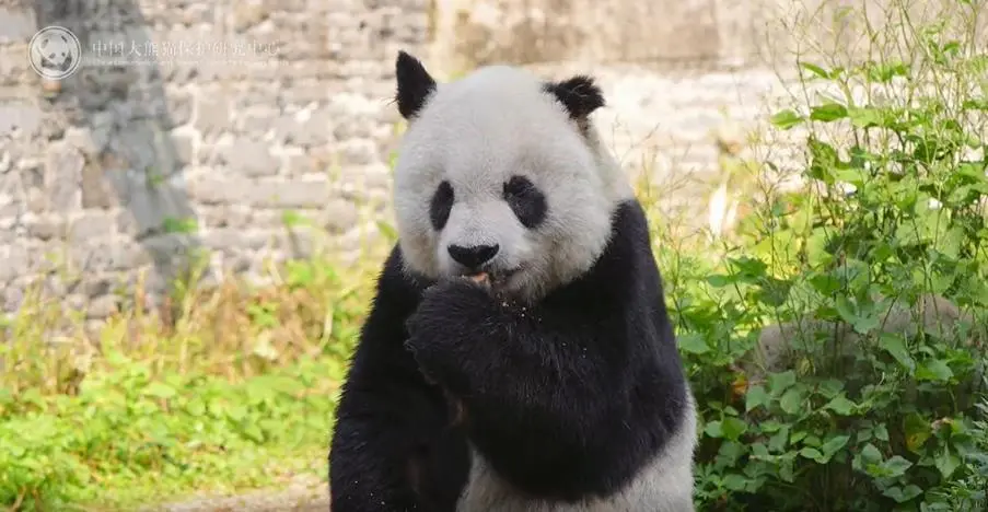 33岁明星大熊猫高高离世 曾3次放归又3次自己返回