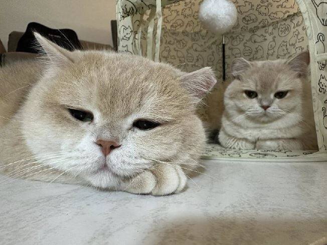 猫咪先在动物之家饲养。（行政执行署嘉义分署提供）