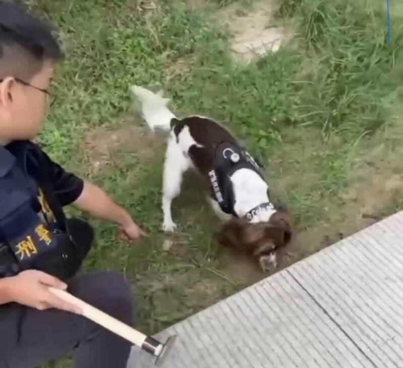 药头藏200多支大麻烟弹，高雄检警出动缉毒犬「可乐」破案。（记者黄良杰翻摄）