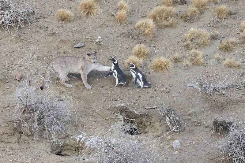 阿根廷巴塔哥尼亚地区的美洲狮数量回升后，发展出猎食麦哲伦企鹅的新习性，图为美洲狮攻击企鹅的画面。（图撷取自Gonzalo Ignazi /Facebook）