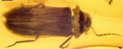 琥珀中9900万年惊喜 恐龙时代萤火虫惊艳现身
