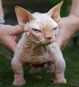 有严重健康风险活不长！ 英专家吁民众不要饲养「XL恶霸猫」