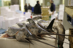 离奇！义大利女子印尼冲浪 竟遭剑旗鱼刺胸亡