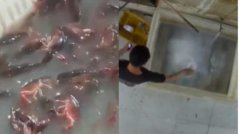 太可怕！南京网红龙虾店用“洗厕剂”洗虾