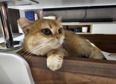 男子走私未检疫品种猫 50万存款遭查扣抵罚锾