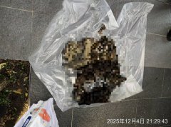 14猫惨死！北市饲主将「12猫尸」装袋丢垃圾车  警强制入屋搜索