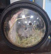 「还宠物鼠」诱杀18岁前女友 24岁铅球冠军全认罪仍延押2月