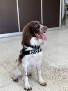 汪汪队立大功！药头藏200多支大麻烟弹 高雄检警出动缉毒犬「可乐」破案